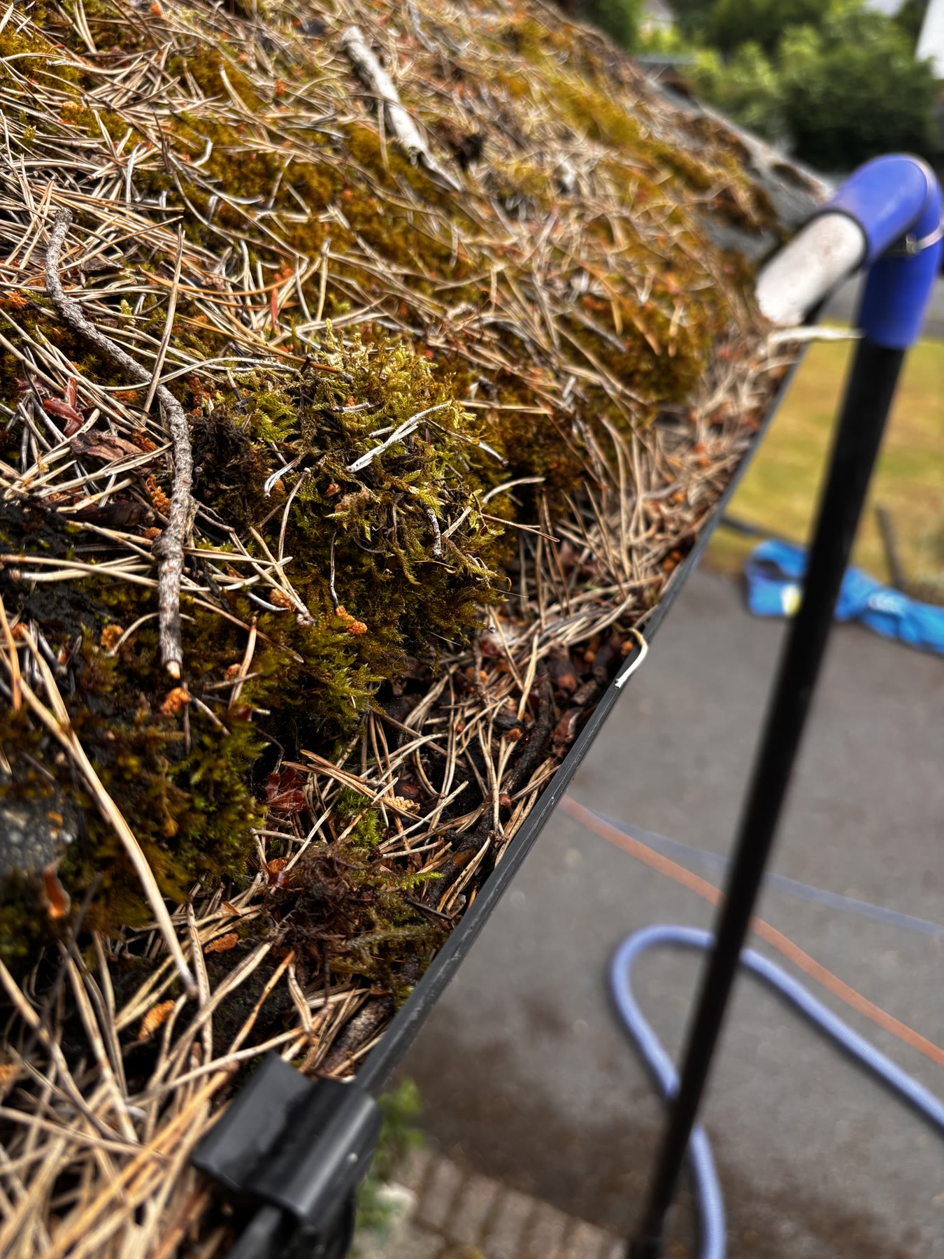 Moss and needles in a gutter before clearing